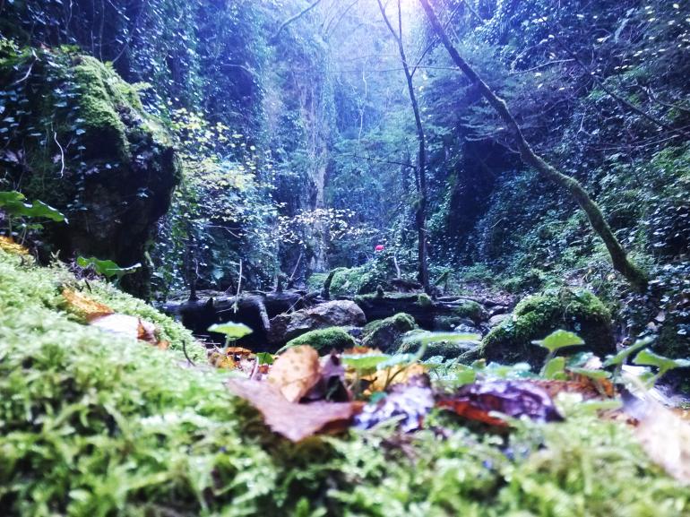 ΠΙΑΝΑ ΑΡΚΑΔΙΑΣ - ΛΙΜΠΟΒΙΣΙ
