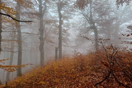 Add Image Description