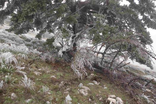 ΕΛΙΚΩΝΑΣ 22/3/2026