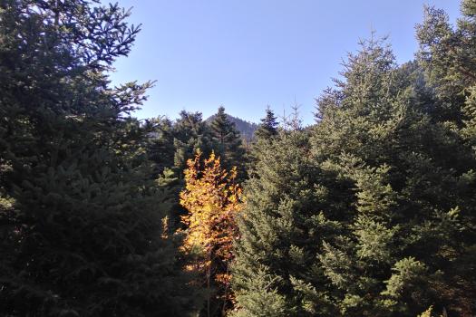 Καλλίδρομο 16/2 (η εκδρομή δε θα πραγματοποιθεί)