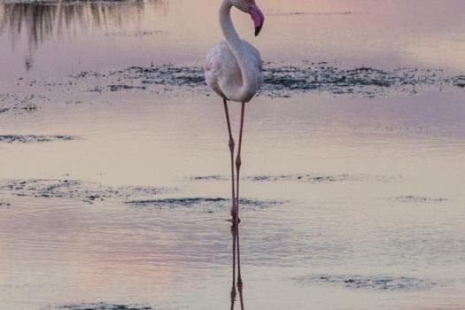 Add Image Description