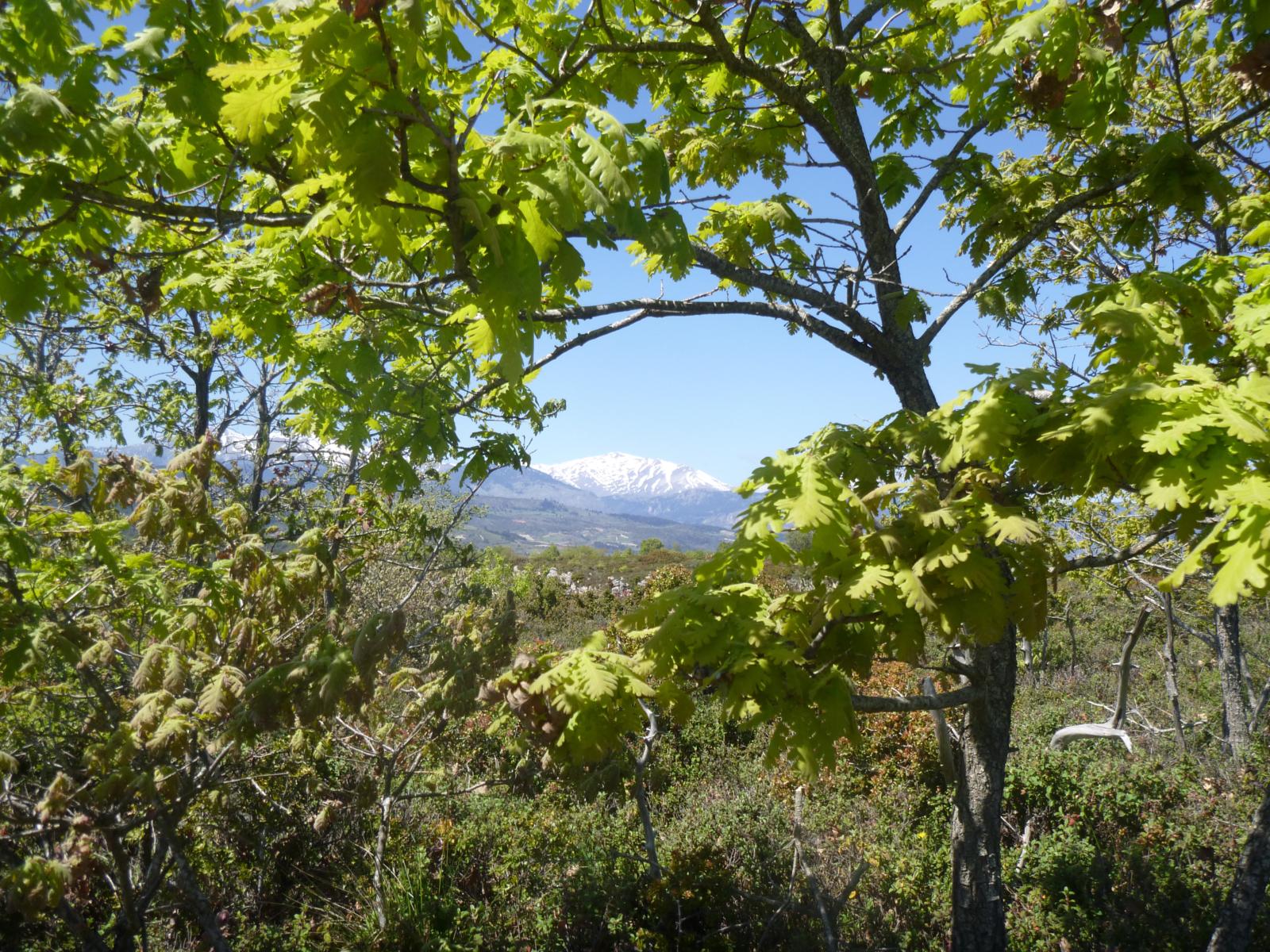 ΔΑΣΟΣ ΜΟΓΓΟΣΤΟΥ