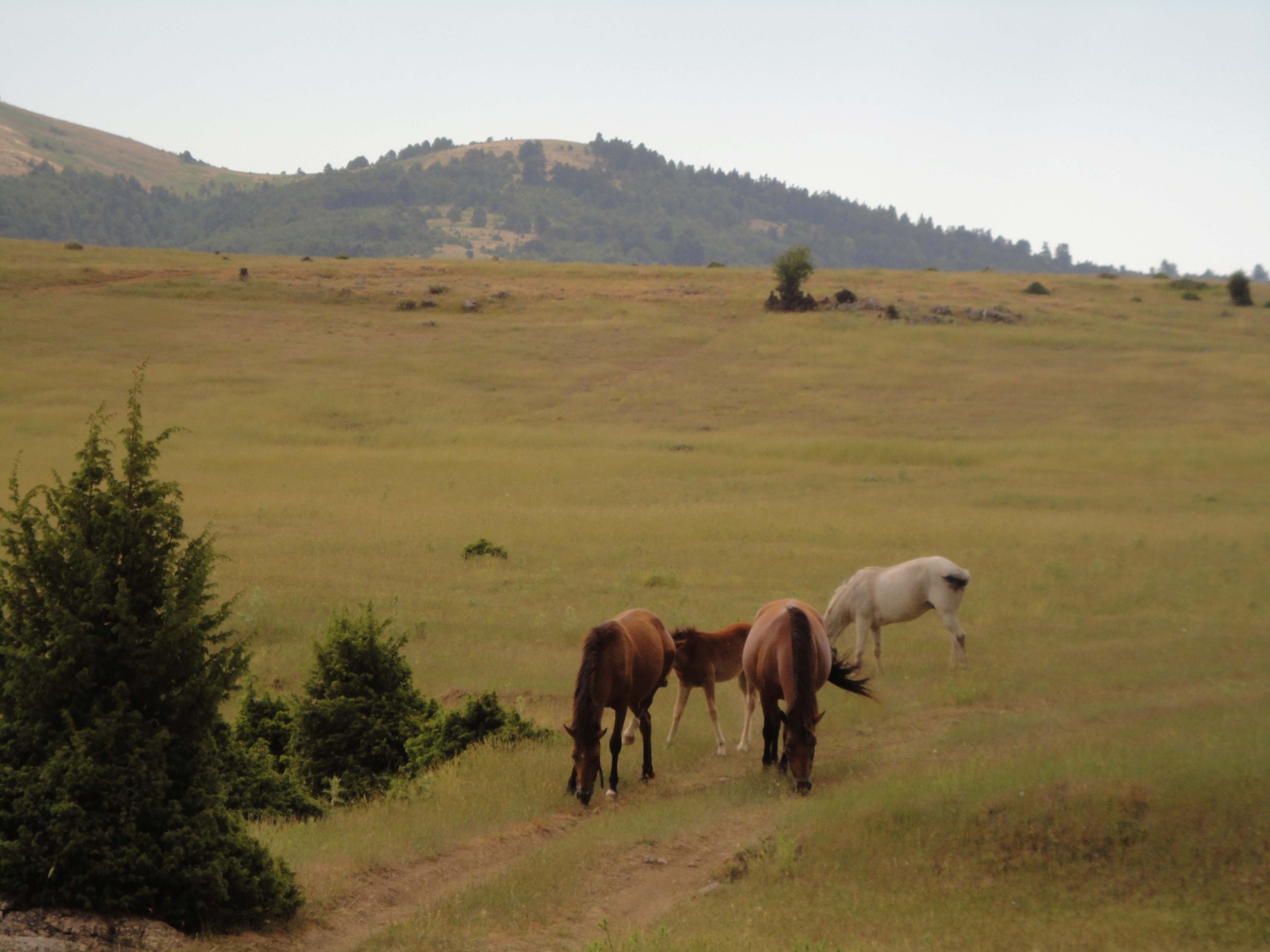 ΜΙΚΡΗ ΖΗΡΕΙΑ (η εξόρμηση δε θα πραγματοποιηθεί)