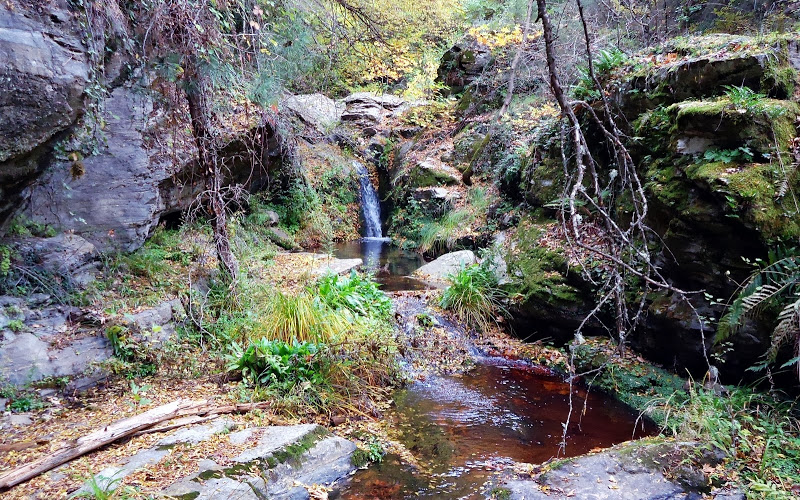 ΔΑΣΟΣ ΣΚΥΡΙΤΙΔΑΣ 11 ΟΚΤΩΒΡΙΟΥ 2015